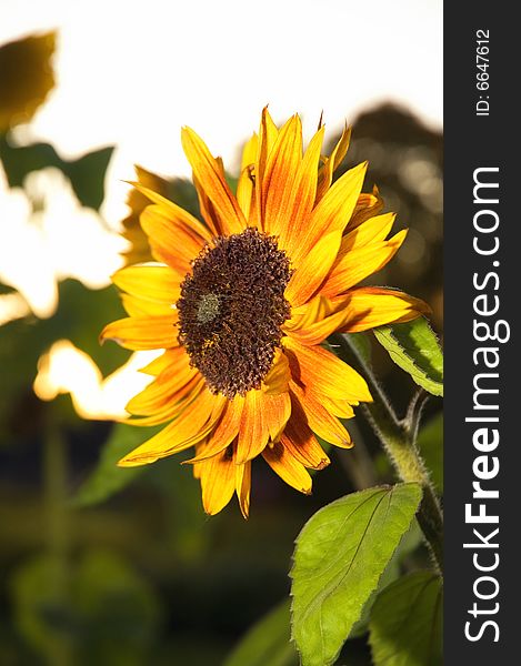 Orange Sunflower at the night