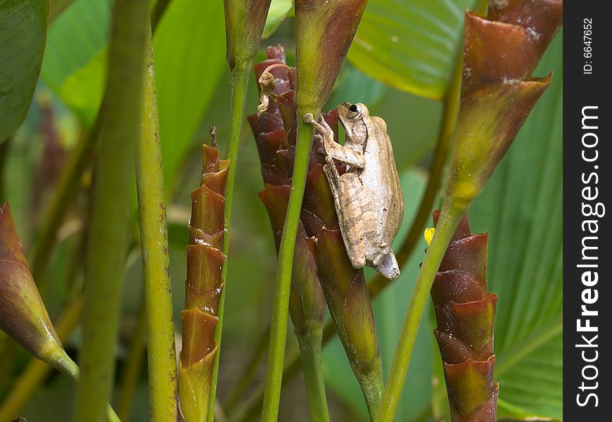 A frog hidden in a dense clump of clalathea lutea plant, resting on a tubular spiral bract of its flower. A frog hidden in a dense clump of clalathea lutea plant, resting on a tubular spiral bract of its flower.