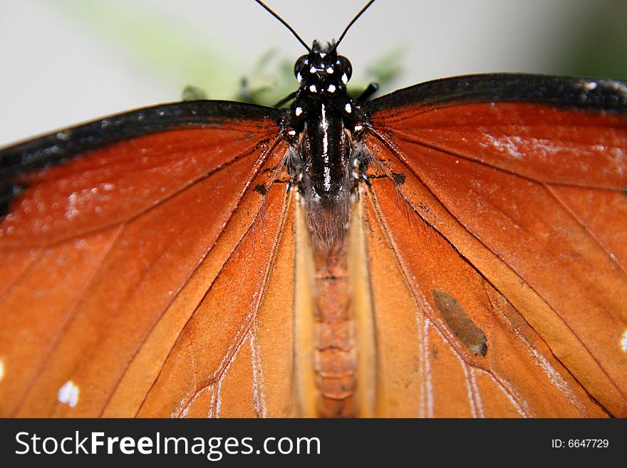 A closeup shot of the body of a butterfly. A closeup shot of the body of a butterfly