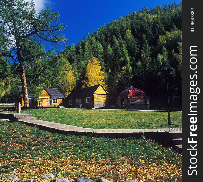 Frame Houses In A Forest