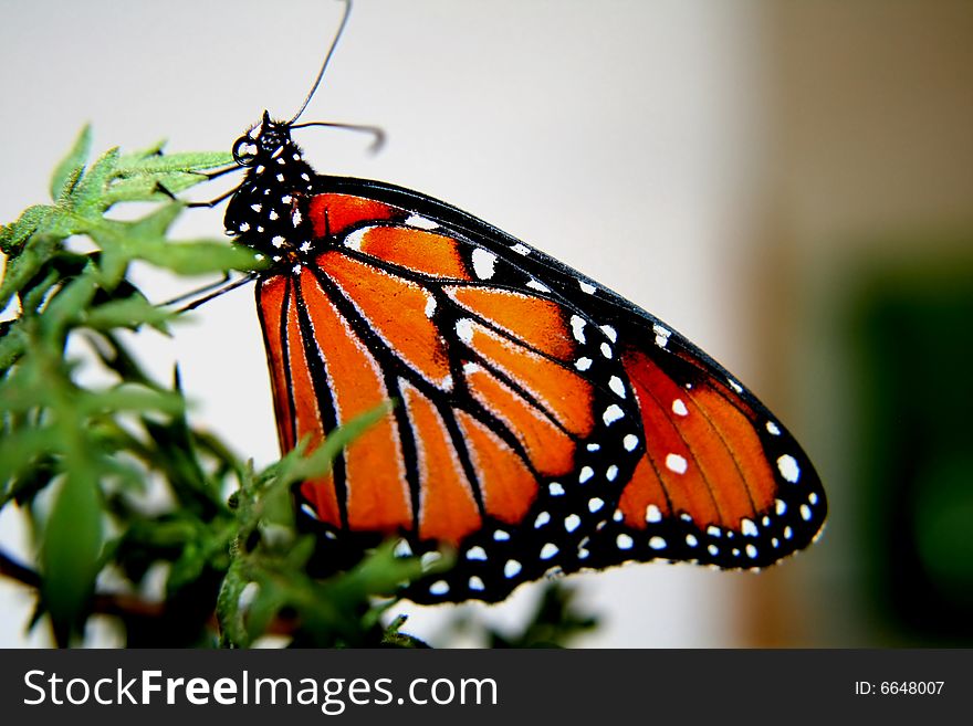A beautiful black and orange monarch butterfly with black and white speckles. A beautiful black and orange monarch butterfly with black and white speckles.