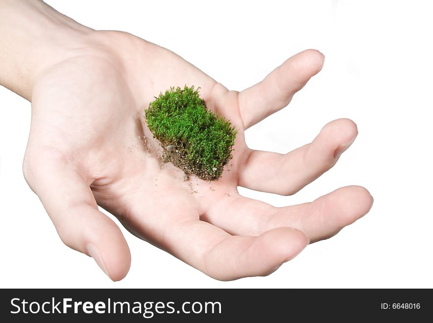 Green moss in male hand. Green moss in male hand.