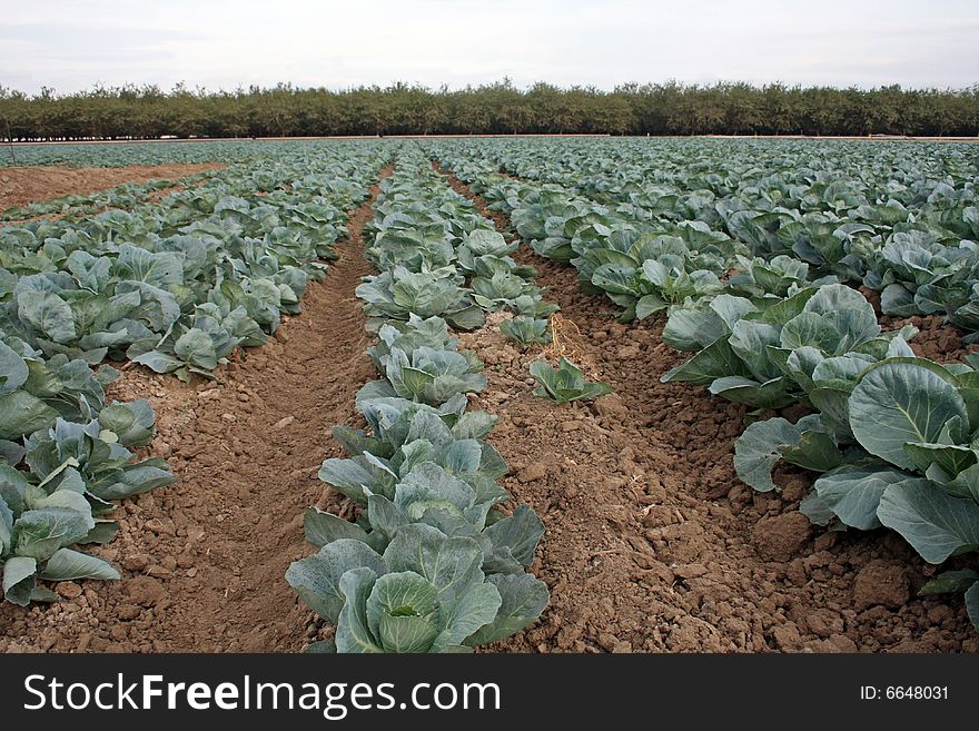 Many rows of cabbage growing at a farm. Many rows of cabbage growing at a farm.