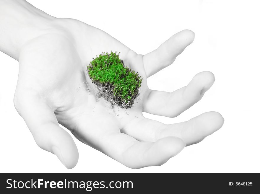 Green moss in male hand. Green moss in male hand.