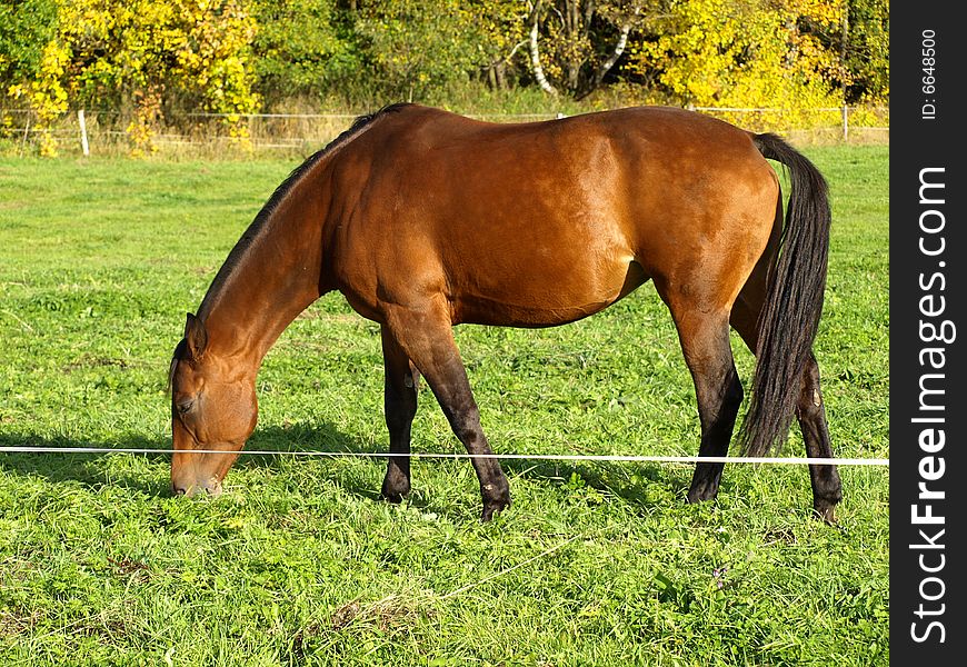 Horse pasture. Privacy farmer horse-breeding.