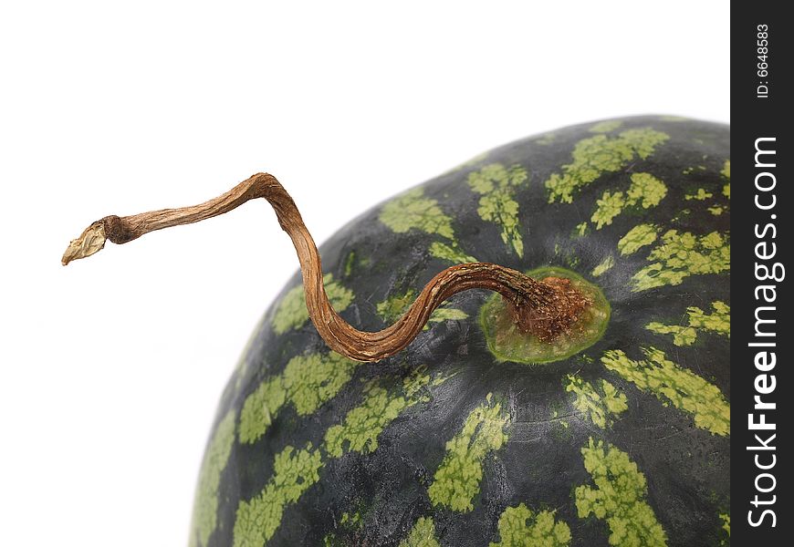 Water-melon tendril closeup