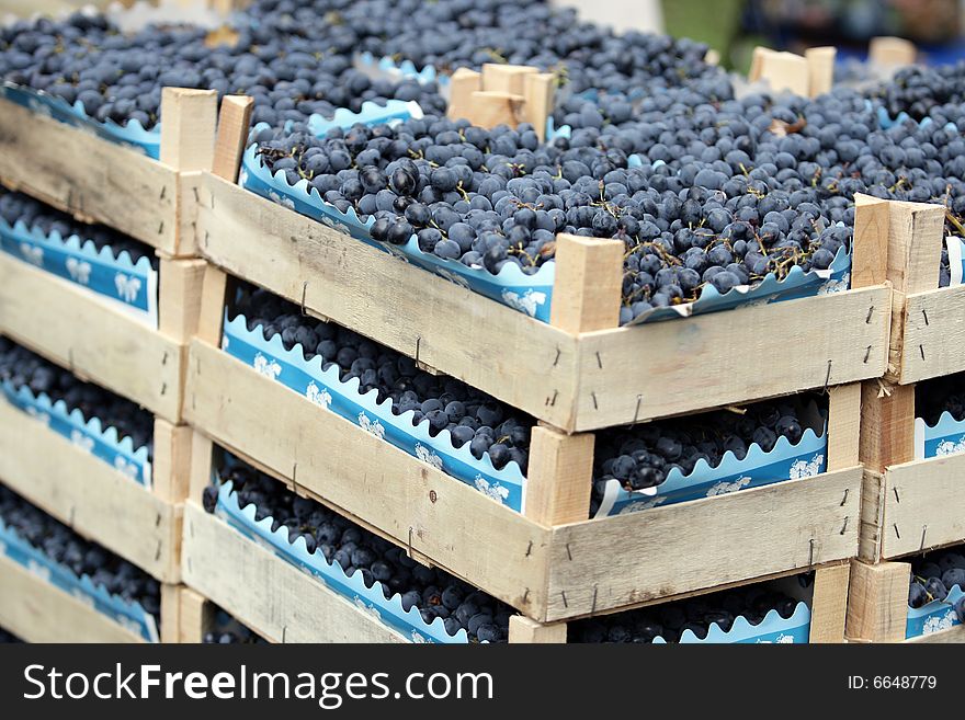 Blue Juicy Grapes