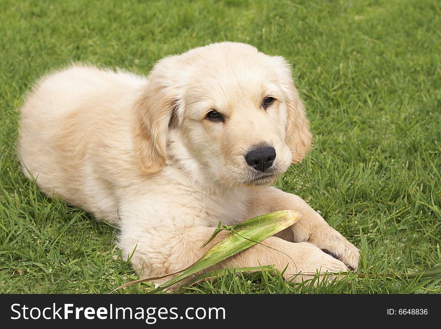 Small obedient golden retriever puppy lying on the green grass holding a plant in his paws. Small obedient golden retriever puppy lying on the green grass holding a plant in his paws