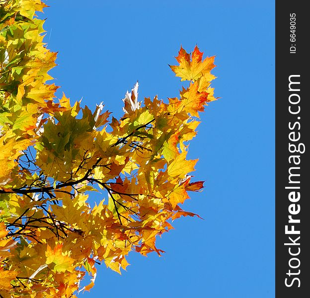 Autumn leaves, high vibrant colors