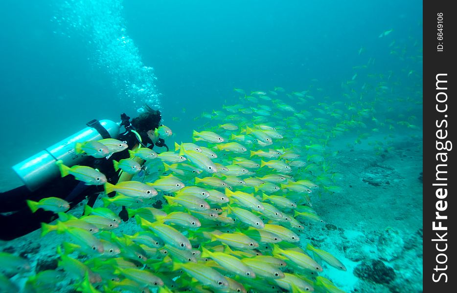 Diver in a school of bigeye yellow snappers. Diver in a school of bigeye yellow snappers