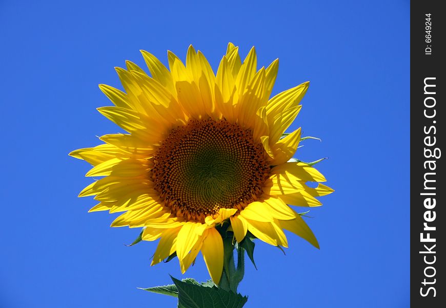 Sunflower beautifull, flower, blue sky