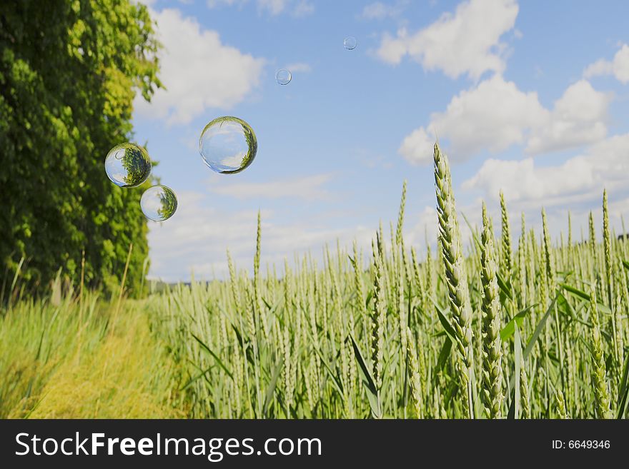 Wheat field with blues sky and bubbles. Wheat field with blues sky and bubbles