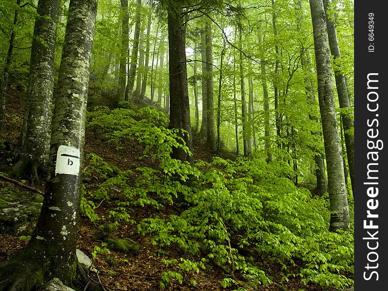 Rainy spring forest, Velebit, Croatia. Rainy spring forest, Velebit, Croatia