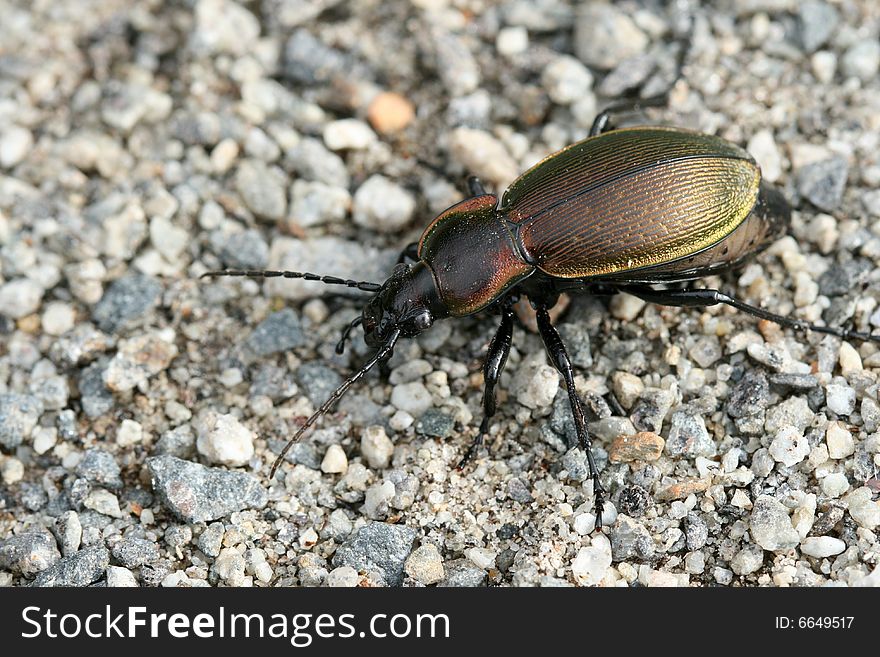 Ground-beetle on small rocks