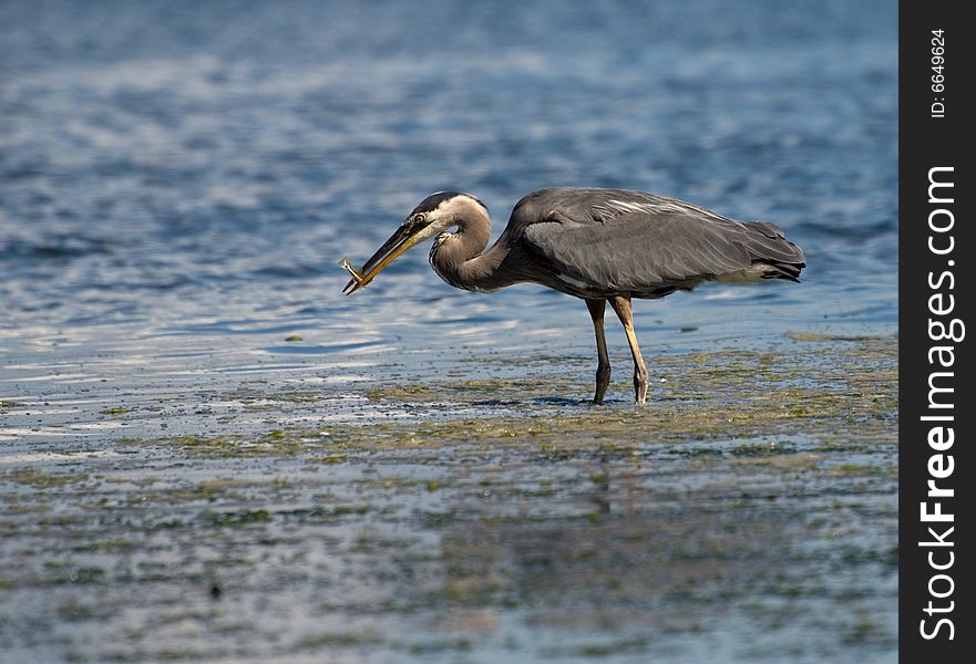 Heron with a fish in its bill catching fish in the ocean. Heron with a fish in its bill catching fish in the ocean