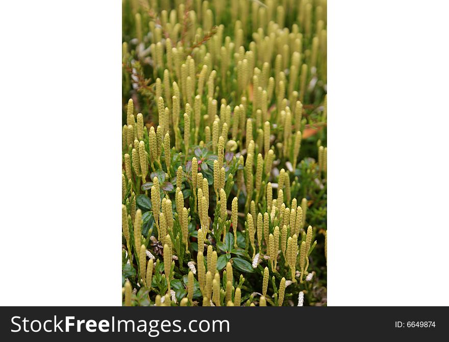 Green moss, photographed in Denali National Park. Green moss, photographed in Denali National Park
