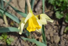 Narcissus Flower With Bee Royalty Free Stock Image Narcissus Flower With Bee Royalty Free Stock Image