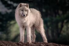 Arctic Wolf Royalty Free Stock Images