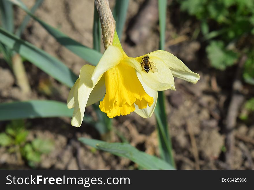 Narcissus flower with bee