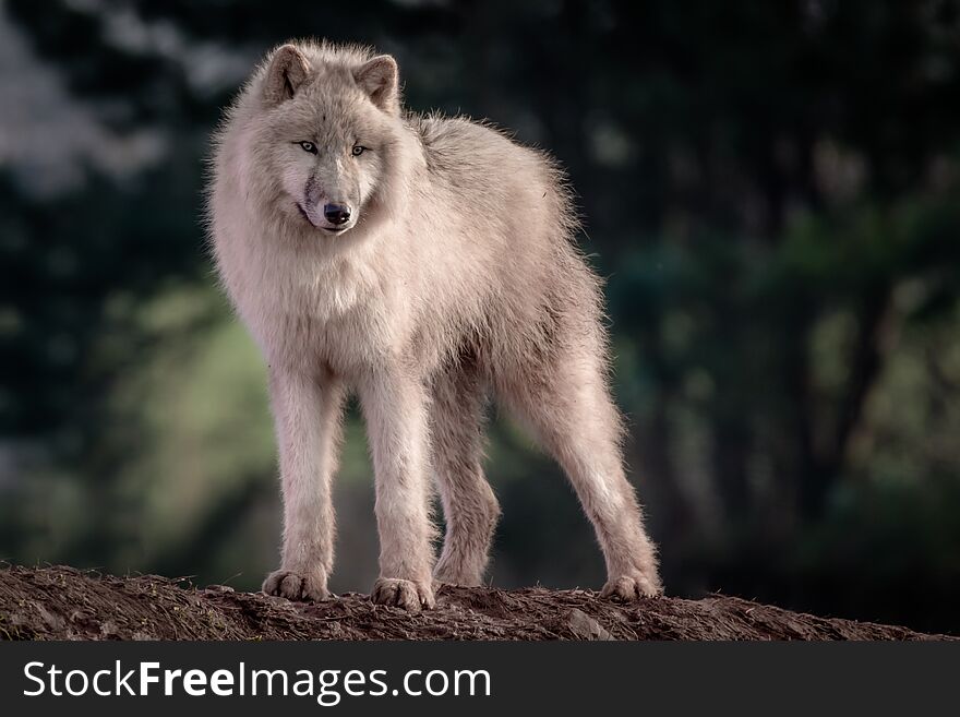 Full length image of an arctic wolf standing and looking forward