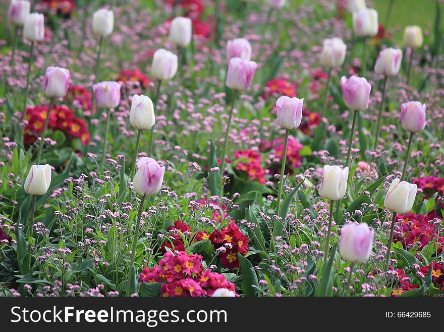 Tulips in Luxembourg Garden in Paris