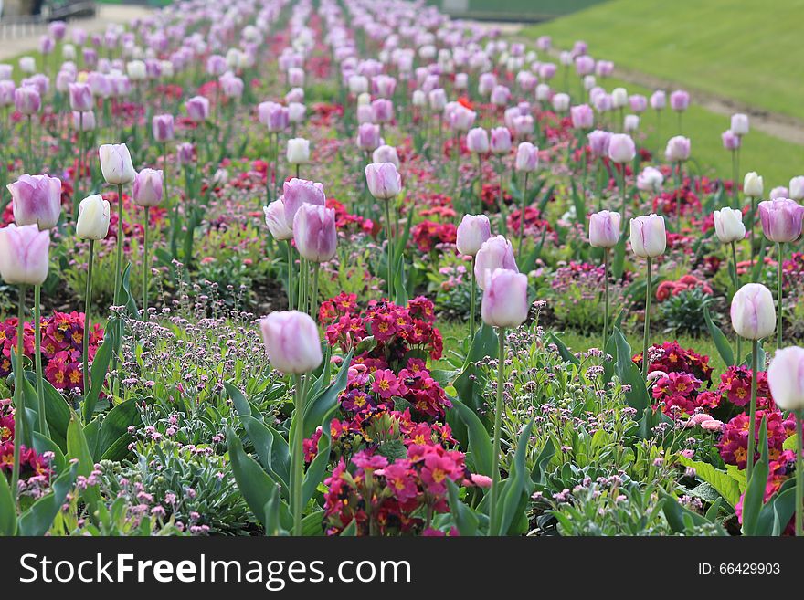 The Jardin du Luxembourg, or the Luxembourg Garden, located in Paris, in France.
Photo of colorful tulips in one of the days of early spring. The Jardin du Luxembourg, or the Luxembourg Garden, located in Paris, in France.
Photo of colorful tulips in one of the days of early spring.