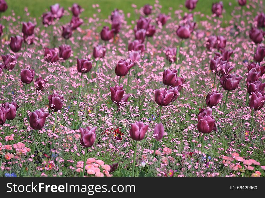 Tulips in Luxembourg Garden in Paris