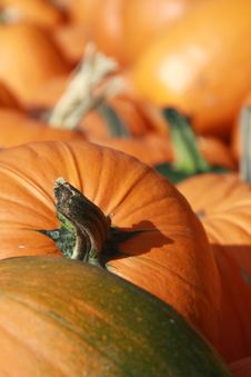 Pumpkin Patch 6 Stock Photos Pumpkin Patch 6 Stock Photos
