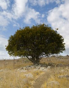 The Oak Tree Royalty Free Stock Images The Oak Tree Royalty Free Stock Images