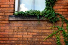 Green Ivy On Brick Wall Royalty Free Stock Photography
