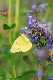 Butterfly Royalty Free Stock Photos Butterfly Royalty Free Stock Photos