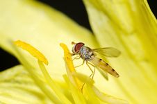 Yellow Fly Stock Images