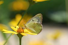 Butterfly Royalty Free Stock Photo Butterfly Royalty Free Stock Photo