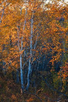 Birch Trees In Autumn Stock Photos