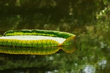 Big Lotus Leaf Stock Photography