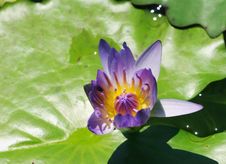 Blue Lotus Stock Images