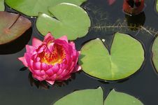 Lotus Stock Photography