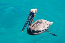 Floating Pelican Royalty Free Stock Images Floating Pelican Royalty Free Stock Images