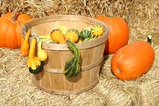 Bunch Of Gourds In A Basket With Hay Stock Image Bunch Of Gourds In A Basket With Hay Stock Image