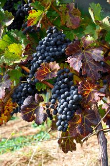 Autumn Vineyard Stock Photo Autumn Vineyard Stock Photo