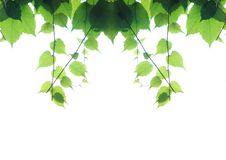 Parthenocissus Royalty Free Stock Image Parthenocissus Royalty Free Stock Image