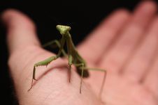 Praying Mantis Royalty Free Stock Images Praying Mantis Royalty Free Stock Images