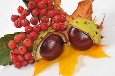 Chestnuts And Leaves, Fall Is Coming Stock Photography