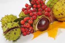 Chestnuts And Leaves, Fall Is Coming Royalty Free Stock Photo