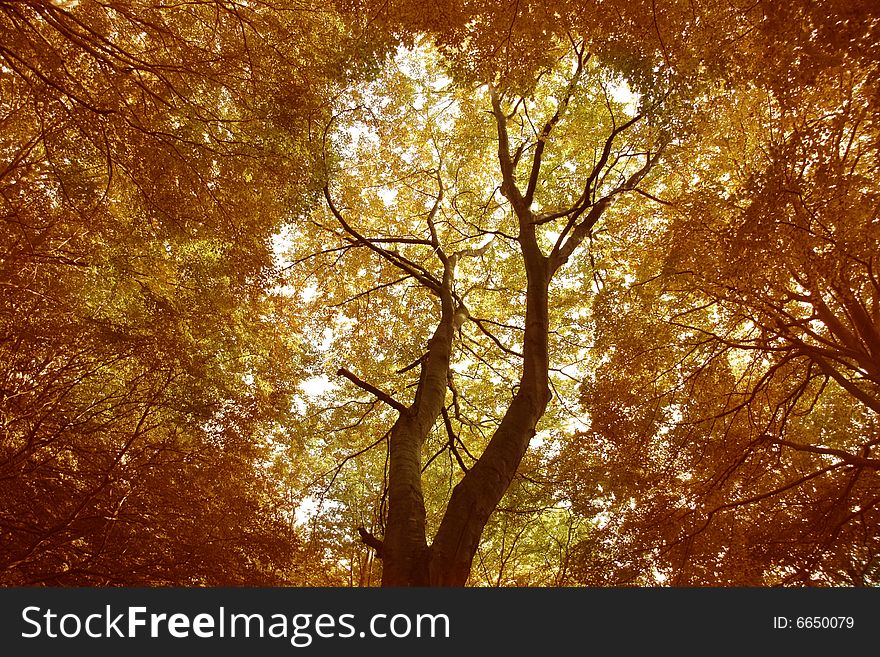 A tree with autumnal vegeteble