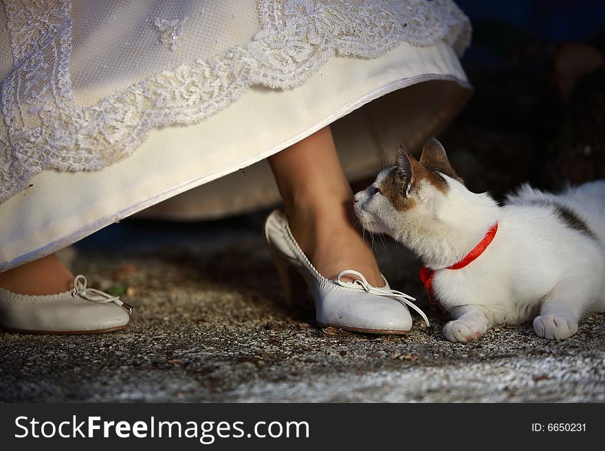 Bride with her pet (cat). Bride with her pet (cat)