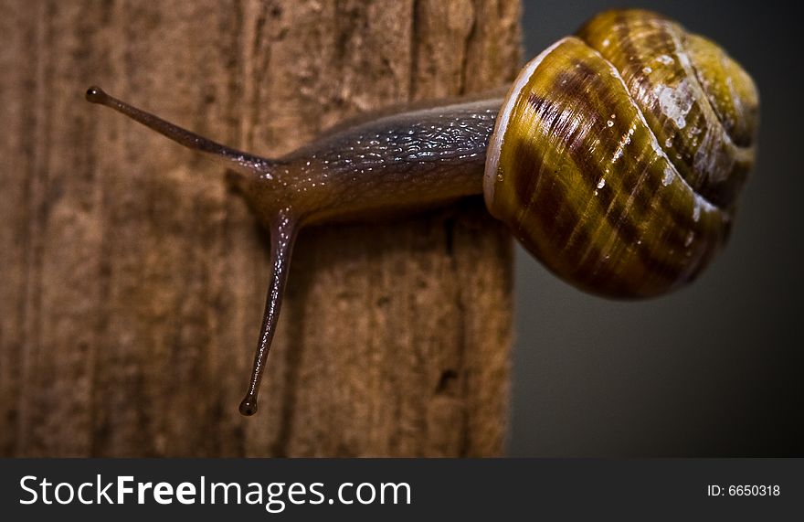 A small snail on a branch