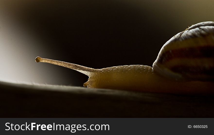 A small snail on a branch with a nice light