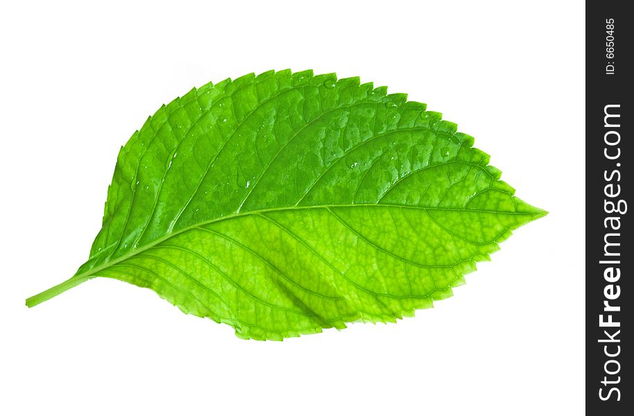 Green leaf isolated on white.