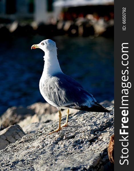 Shot of a Lesser balck back gull. Shot of a Lesser balck back gull